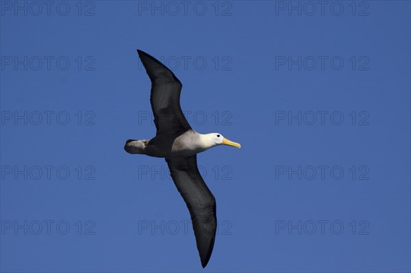 Flying Galapagos Waved Albatross