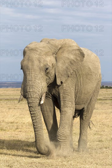 African elephant