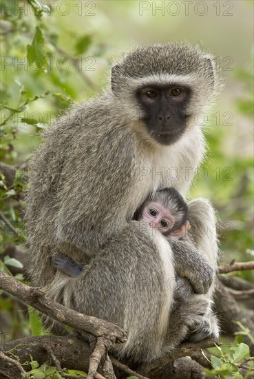 Vervet monkey