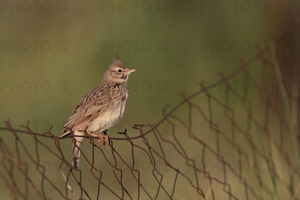 Crested lark