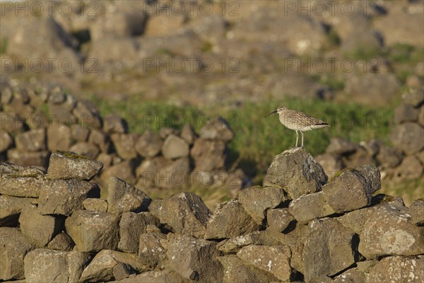 Whimbrel