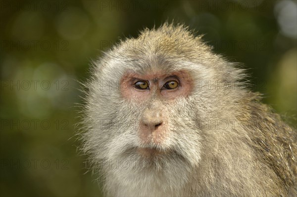 Crab-eating macaques