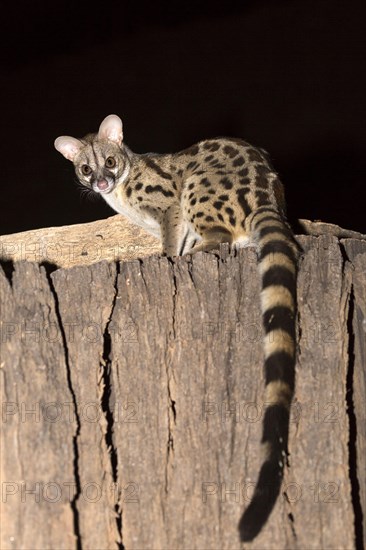 Rusty-spotted genet