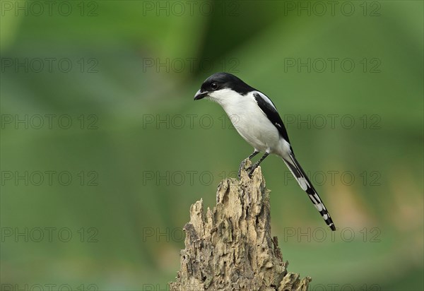 Lanius collaris smithii