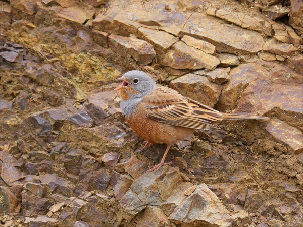 Cretzschmar's cretzschmar's bunting