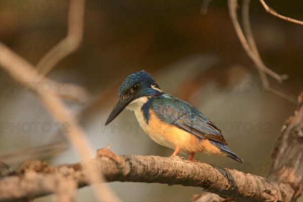 Cobalt Kingfisher