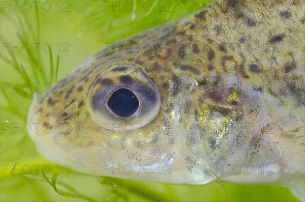 Eurasian Ruffe