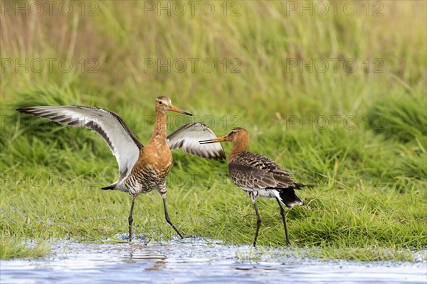 Black-tailed godwits in summer plumage fight