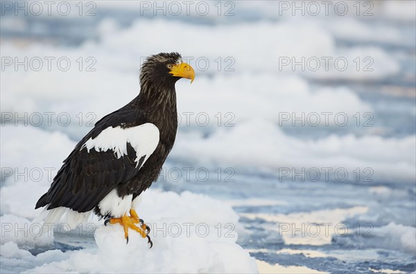 Steller's sea eagle