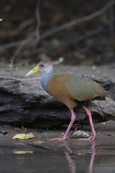 Grey-necked wood rail