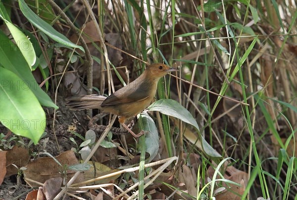 Red-faced Cisticola