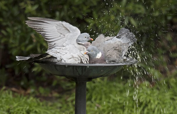 Wood Pigeon