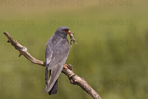 Red-footed Falcon