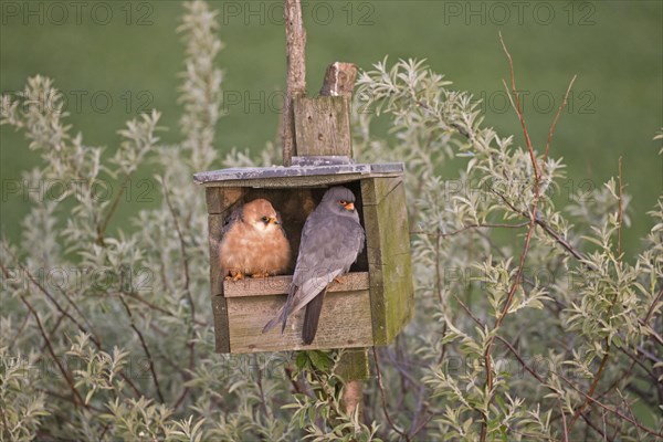 Red-Footed Falcon