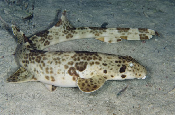 Indonesian indonesian speckled carpetshark