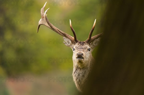 A mature red deer