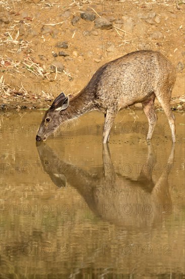 Sambar deer