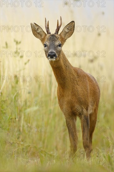 European roe deers