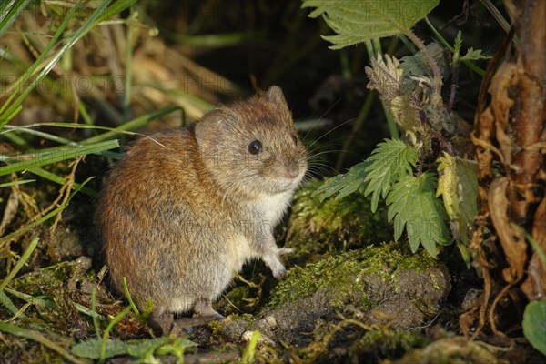 Bank voles