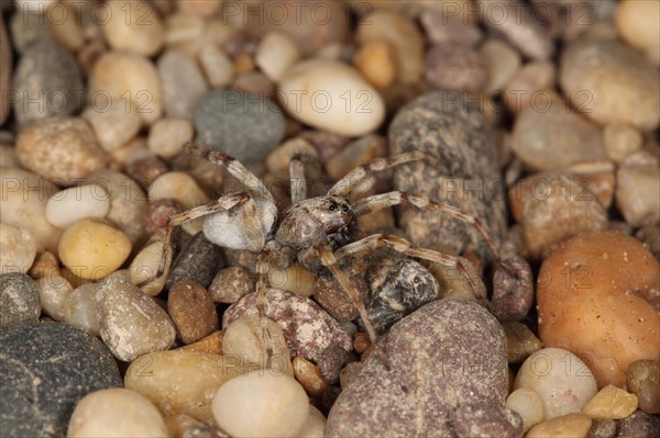 Sand Wolfspider