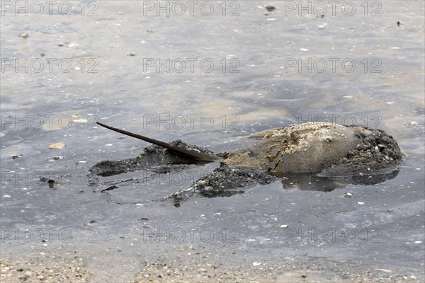 Adult Atlantic horseshoe crab in shallow water with raised tail