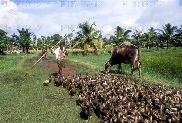 A man grazing a group of ducks in Alappuzha