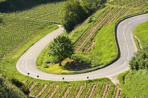 Serpentine of the district road K 4922 in the ascent to the Texas Pass at the viewpoint Auf dem Eck between Oberbergen and Kiechlinsbergen