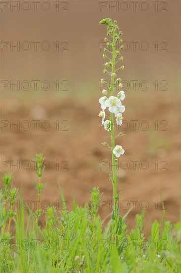 White purple mullein