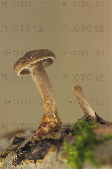 Young and broken off winter porcini