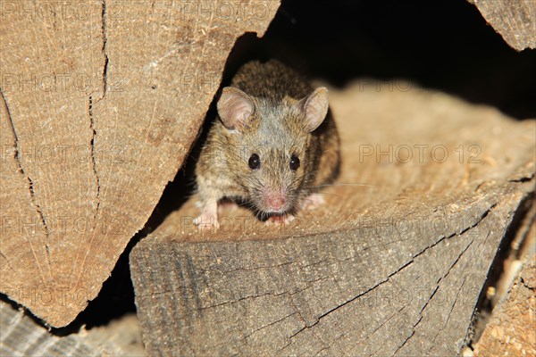 House Mouse