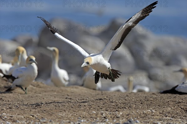 Cape Gannet