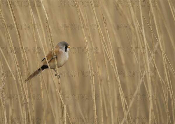 Bearded Tit