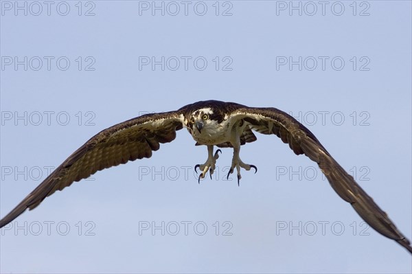 Osprey