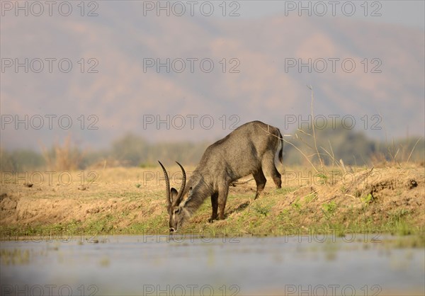 Waterbuck