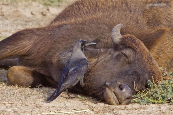 House crow looking for ticks on a cow