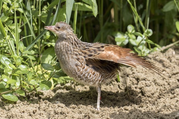 A captive bread Corncrake