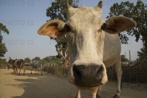 Brahma cattles