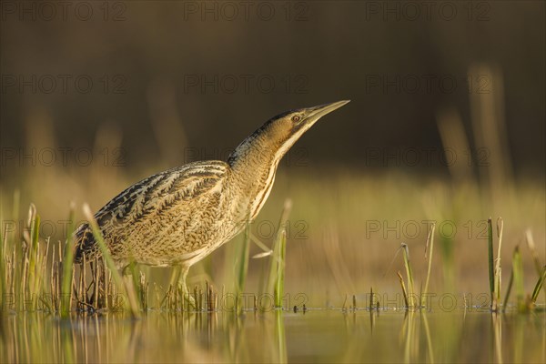 Great Bittern