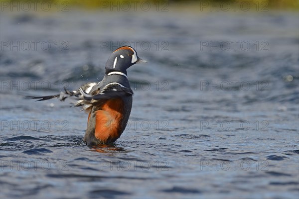 Harlequin duck