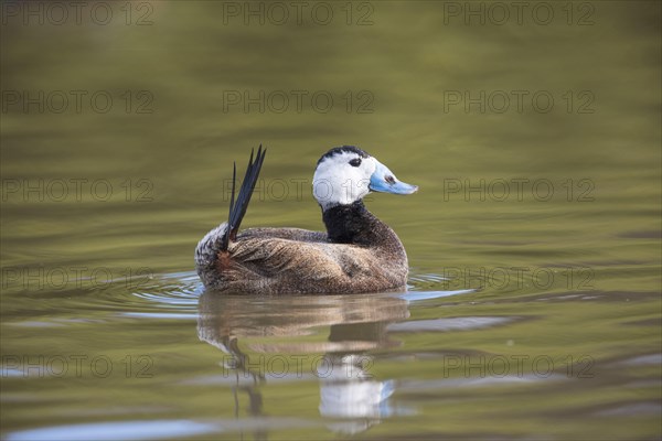 White-headed ducks