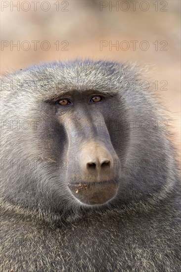 Olive baboon