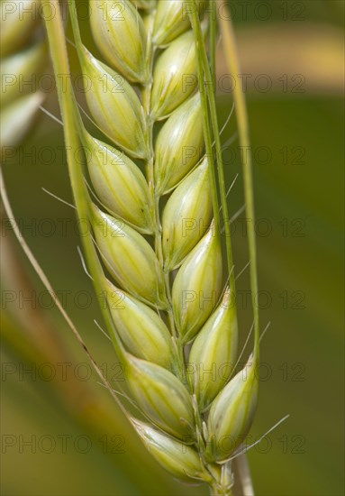 Barley