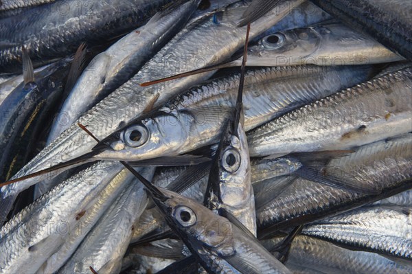 Catching needlefish in the early morning for sale at the market