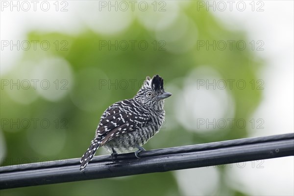 Barred Antshrike