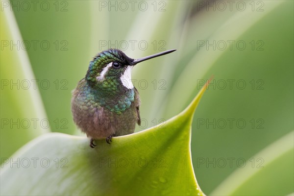 White-throated Mountain-gem