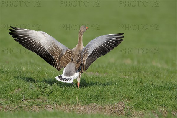 Greylag goose