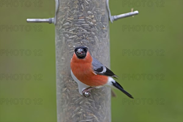 Eurasian Bullfinch