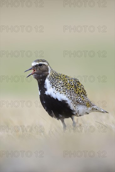 European golden plover