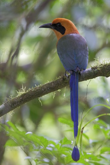 Red rufous motmot