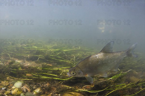 Silver Bream